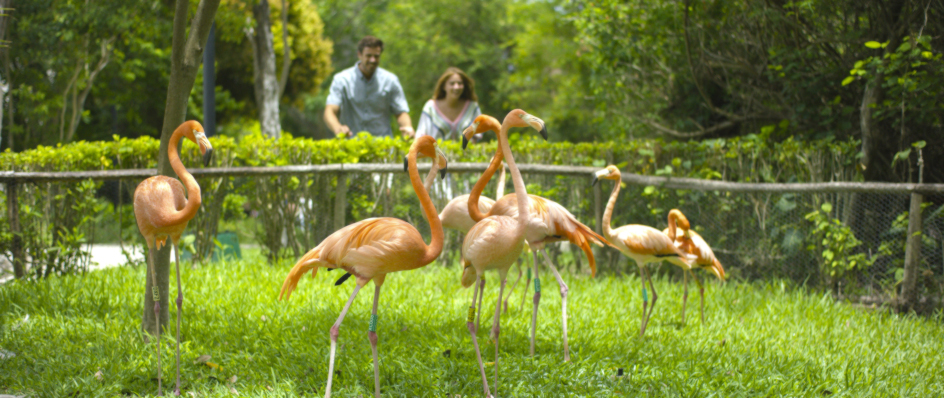 Flamencos