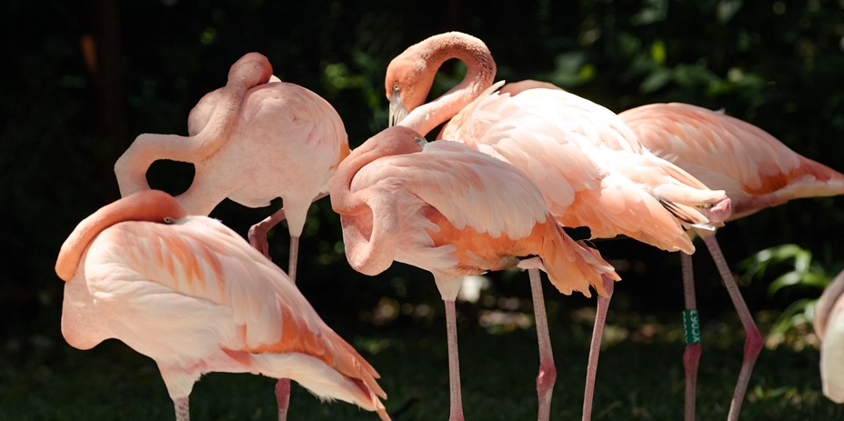 Flamencos