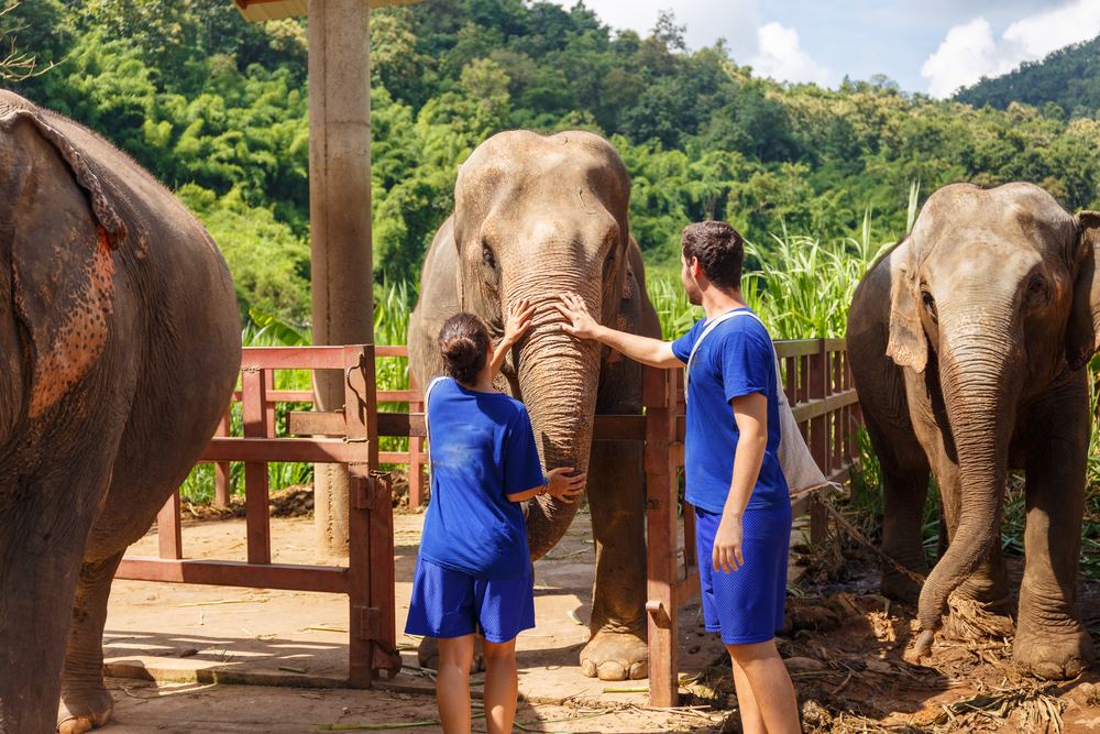 Santuario de elefantes, Chiang Mai
