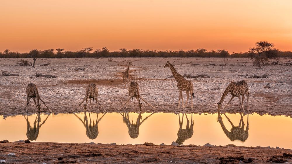 Safari en Etosha