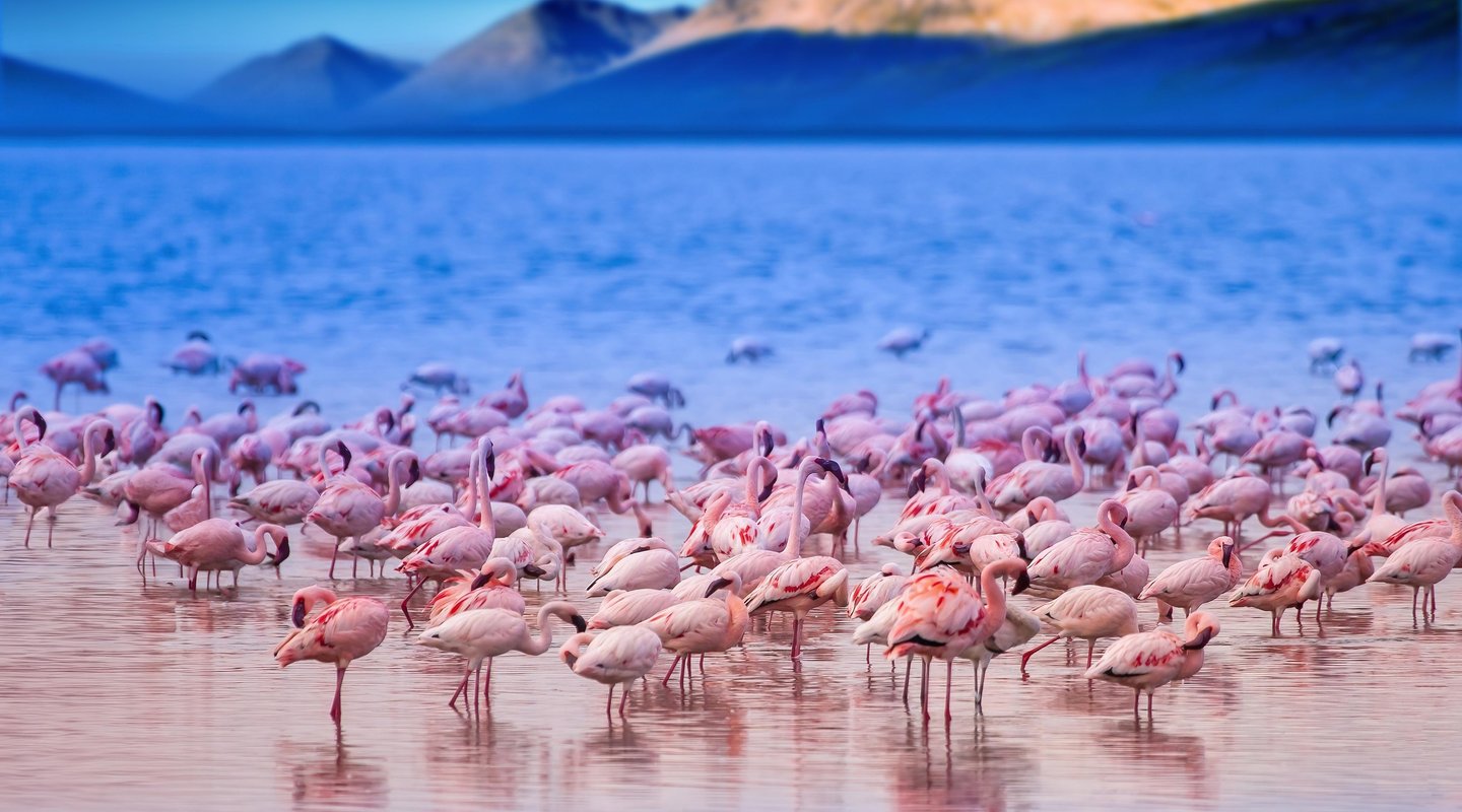 Kenia, Lagos y Sabanas, Especial Navidad y Fin de Año