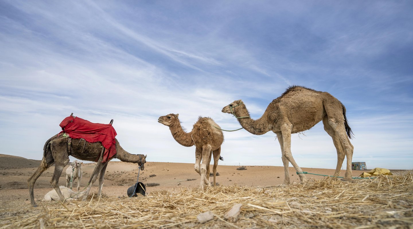 Ciudades Imperiales y Desierto de Agafay desde Marrakech