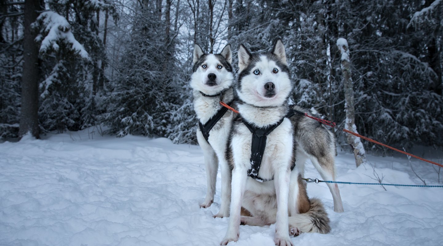 Fin de Año en Ruka: Scandic Rukahovi