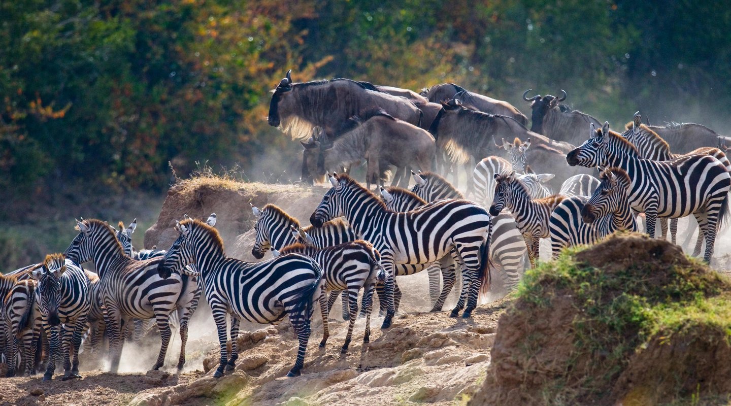 Tanzania, Safari Marafiki Especial Navidad y Fin de Año