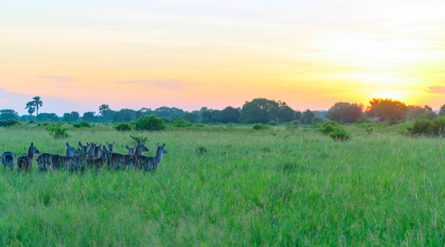Tanzania, Safari en Saadani y Zanzíbar