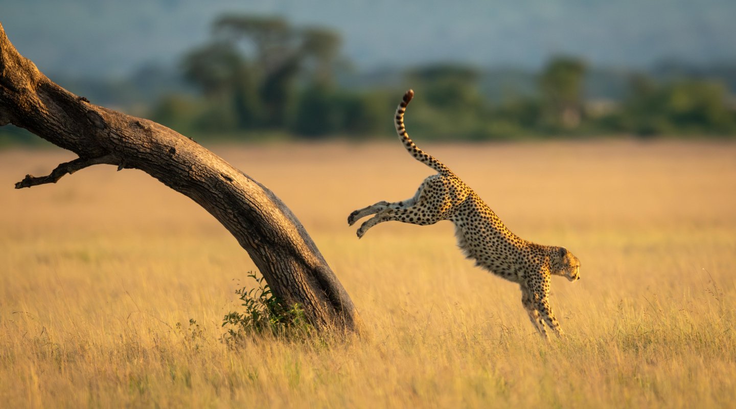 Lo Mejor de Kenia y Tanzania en Hoteles Neptune