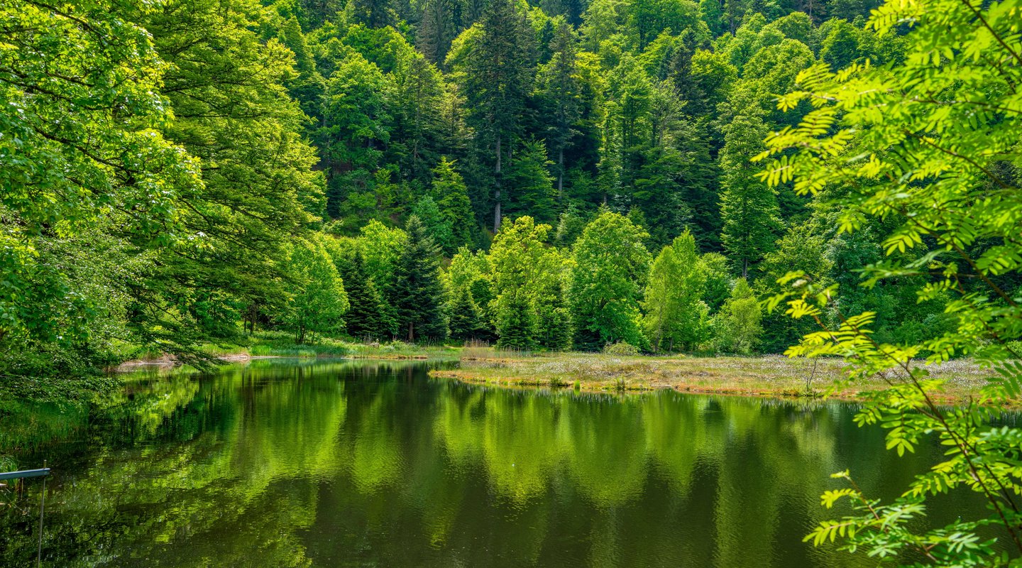 Granjas en Selva Negra