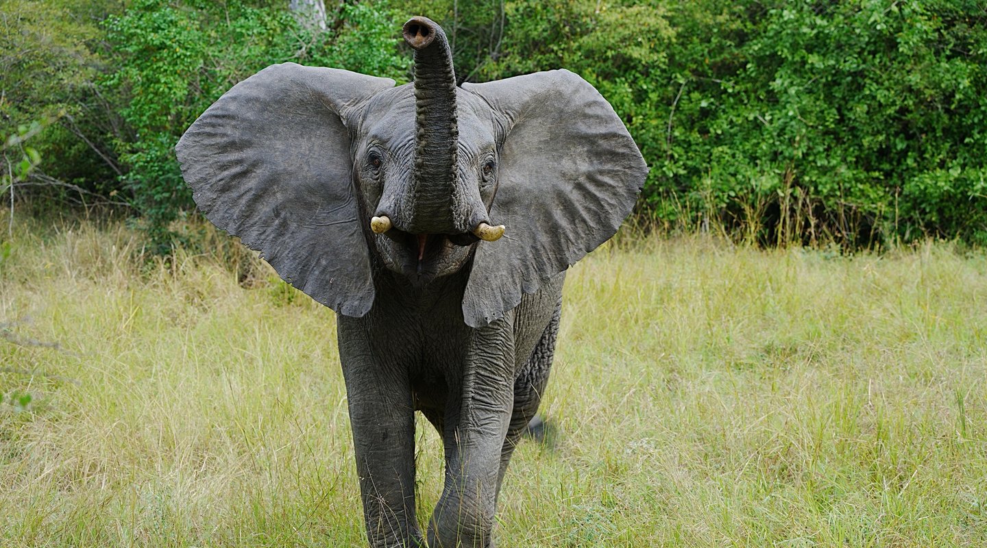 Tanzania, Safari en Saadani y Zanzíbar