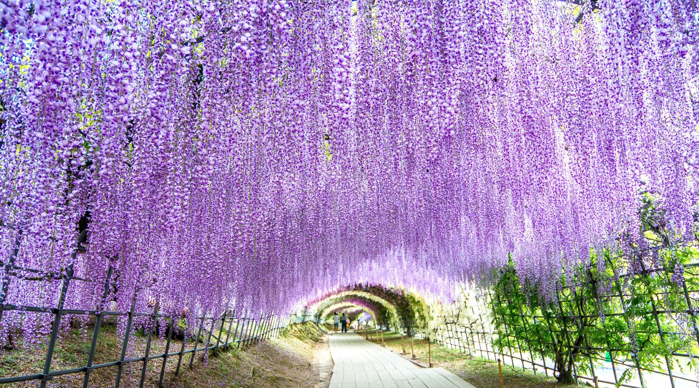 Kyushu: Isla de Volcanes