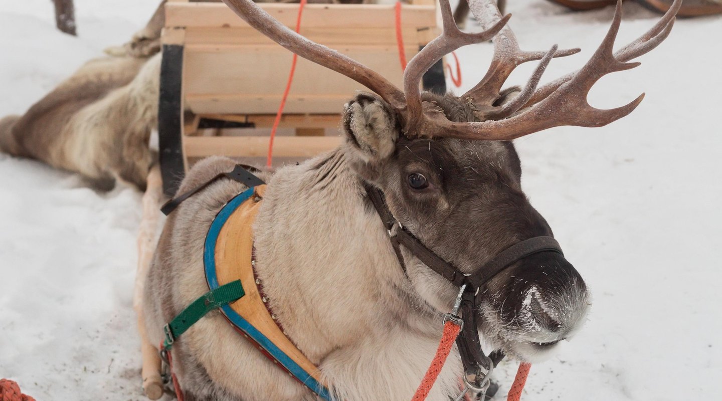 Especial Fin de Año  en  Holiday Village Himmerki