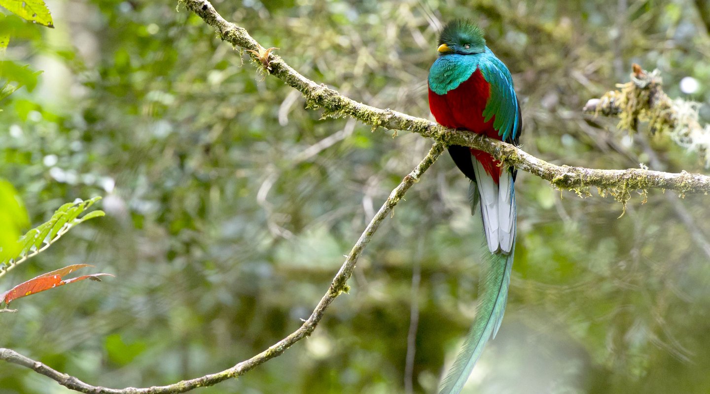 Costa Rica Natural