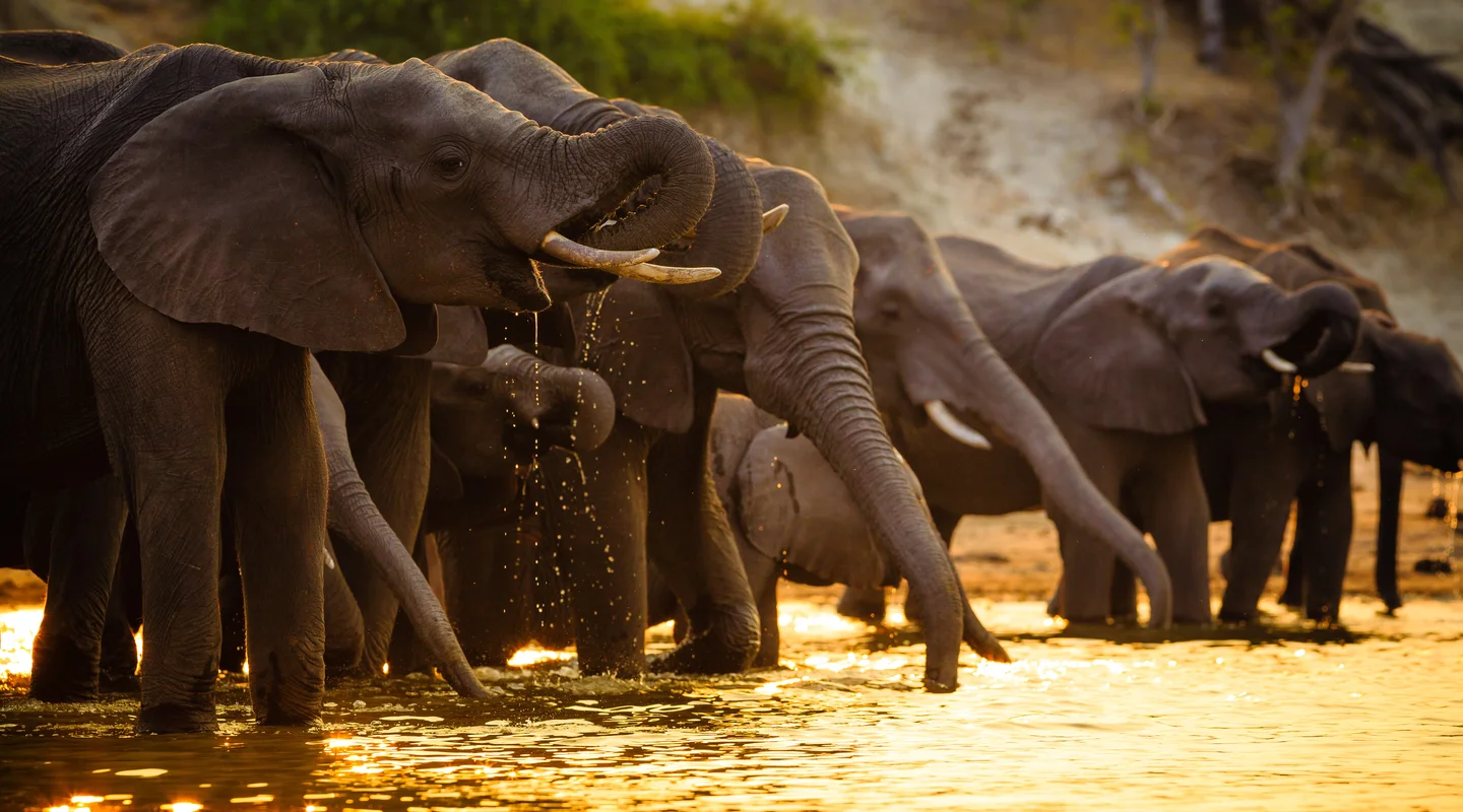 Rovos Rail: de Pretoria a Cataratas Victoria, con Chobe