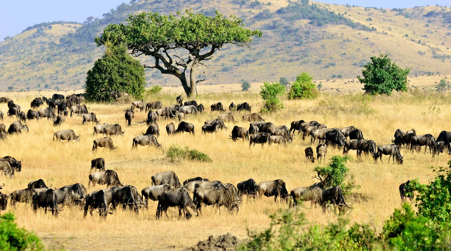 Joyas de Kenia en Lujo