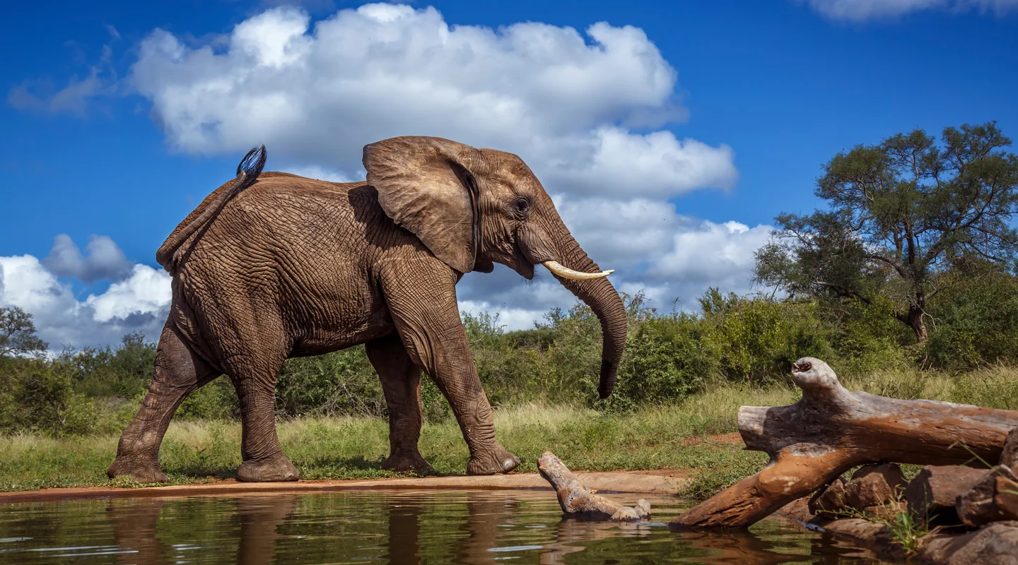 Sudáfrica: Experiencia de lujo en Sabi Sabi y Ciudad del Cabo