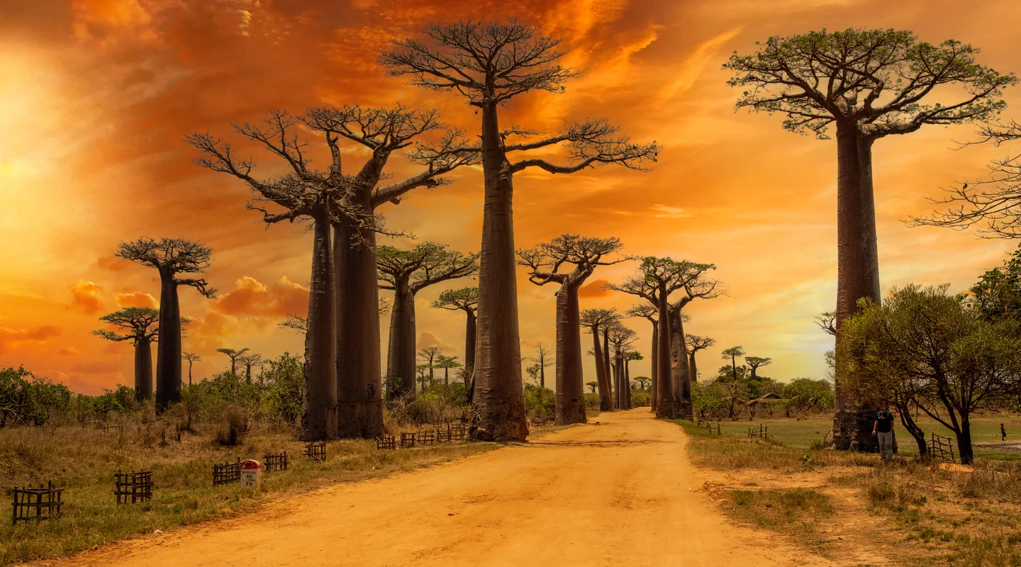 Madagascar, Lemures, Tsingys y Baobabs