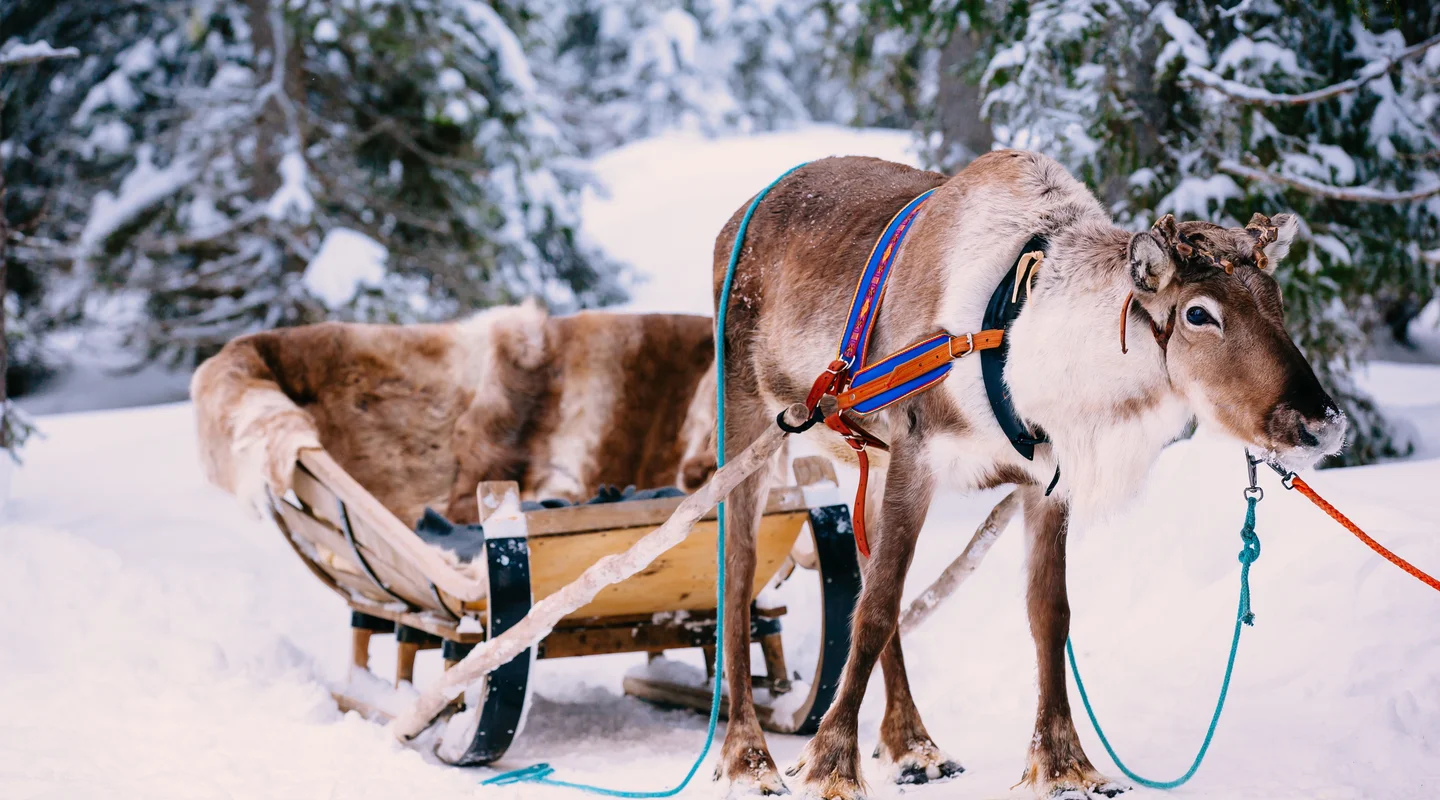 El Sueño de las Auroras en Pyhä