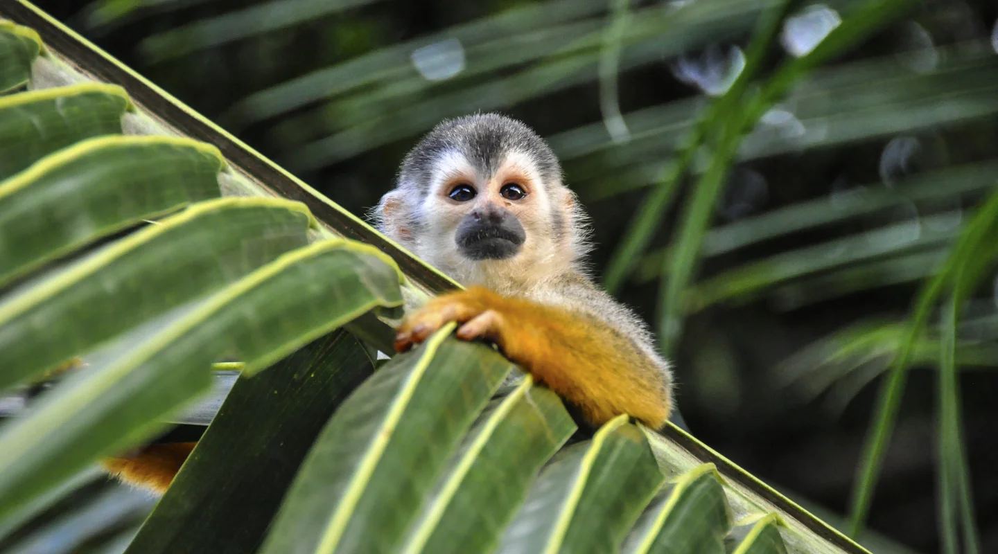 Pinceladas De Costa Rica