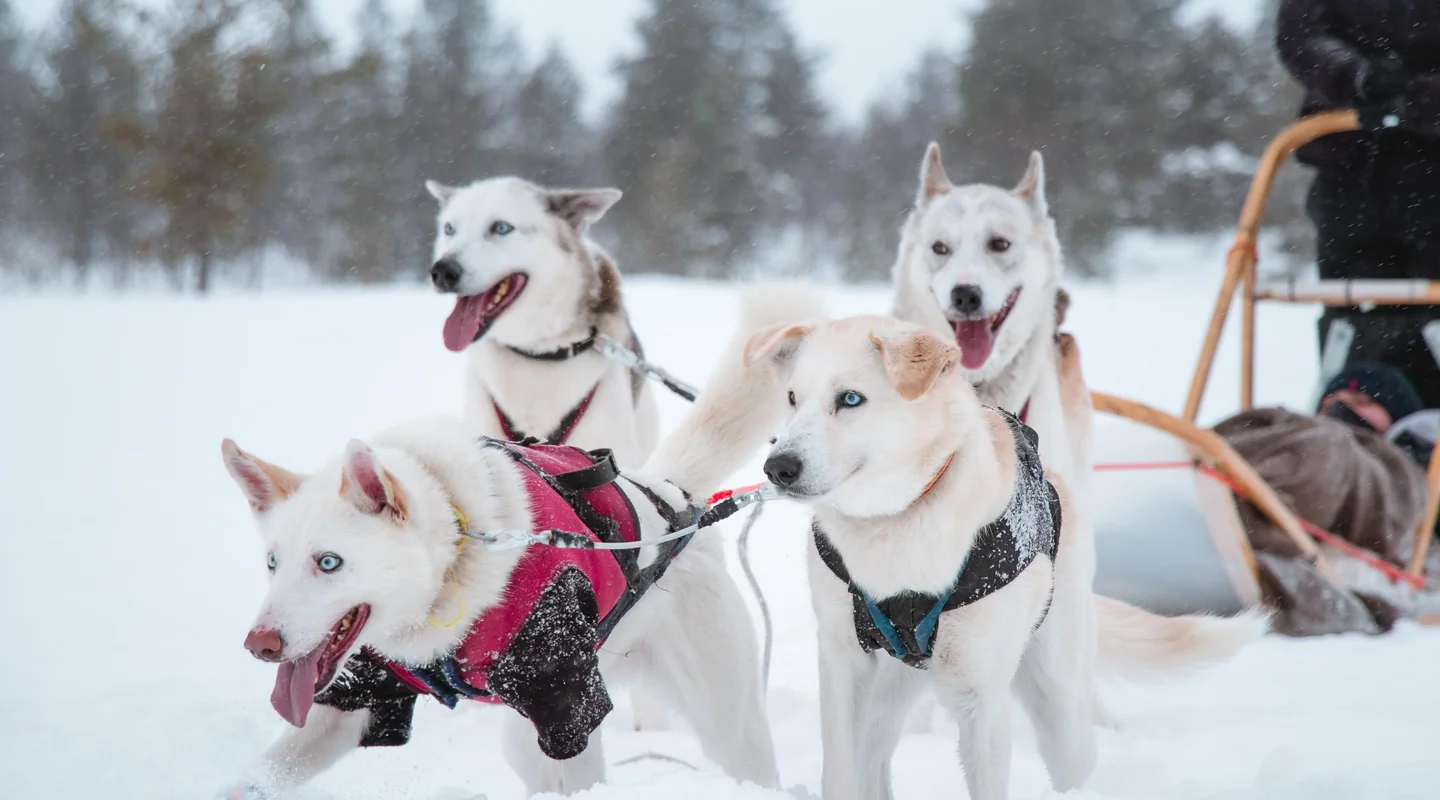 Especial Reyes en Holiday Club Salla