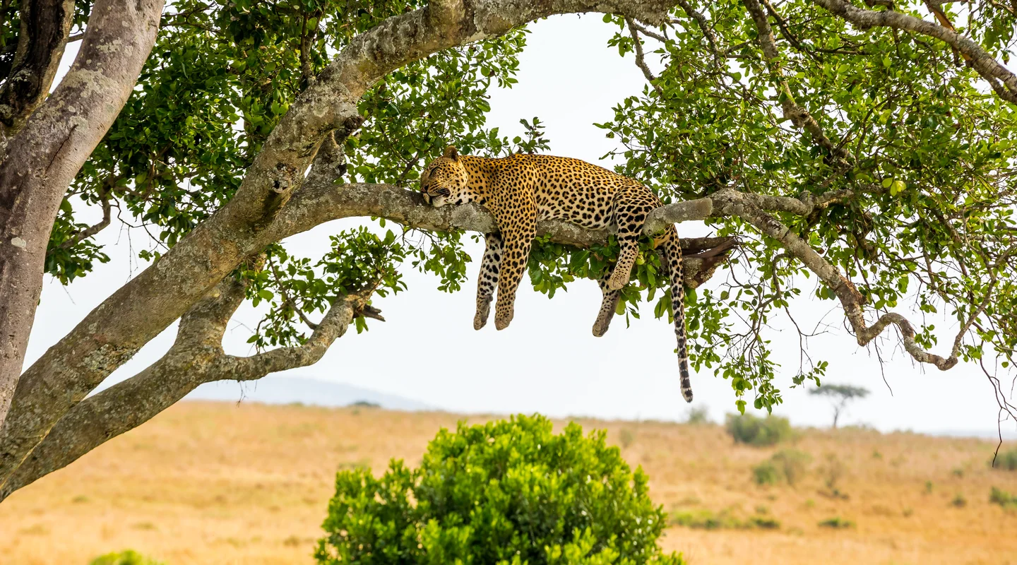 Tanzania en Pareja