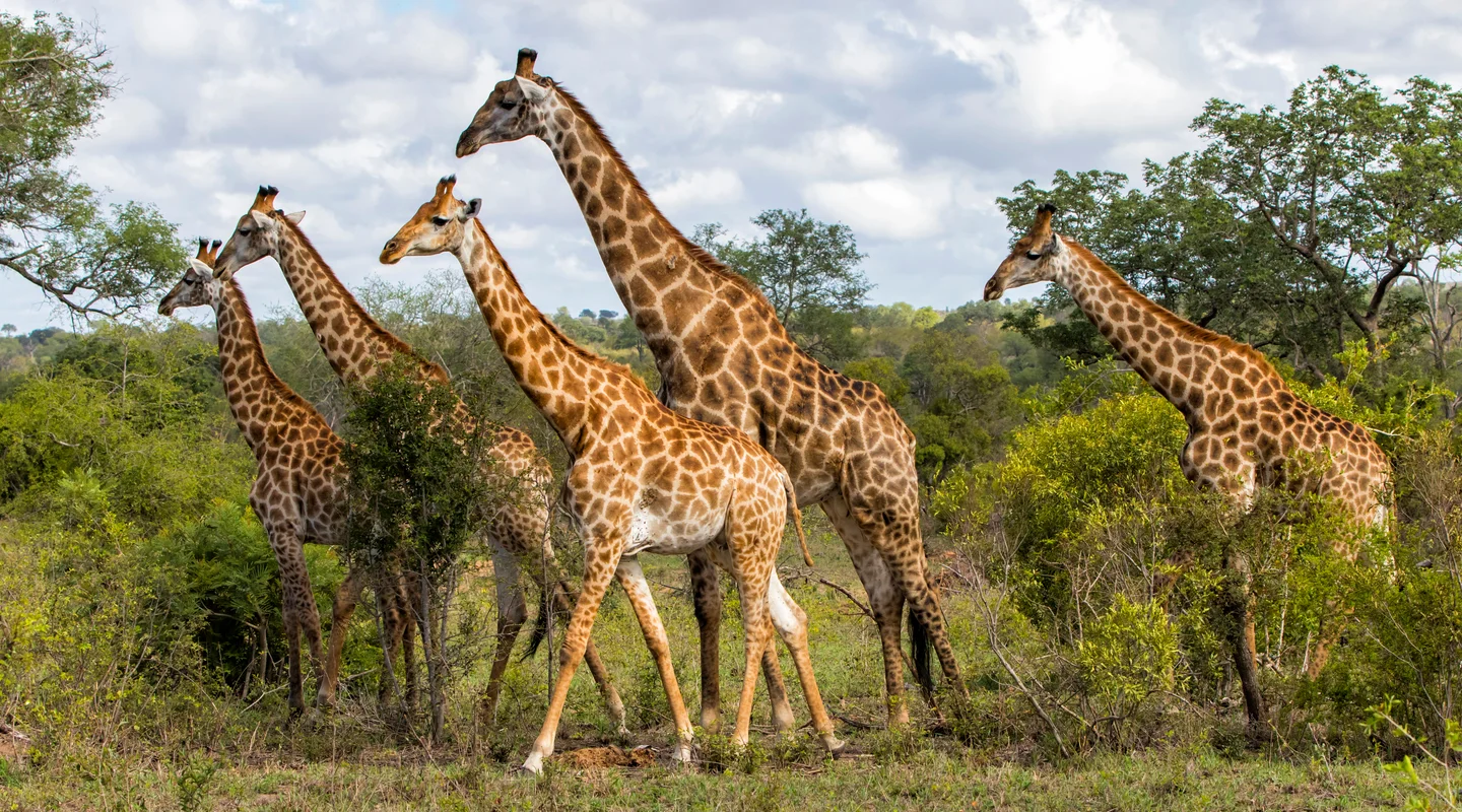 Sudáfrica: Safari de Lujo en Sabi Sabi