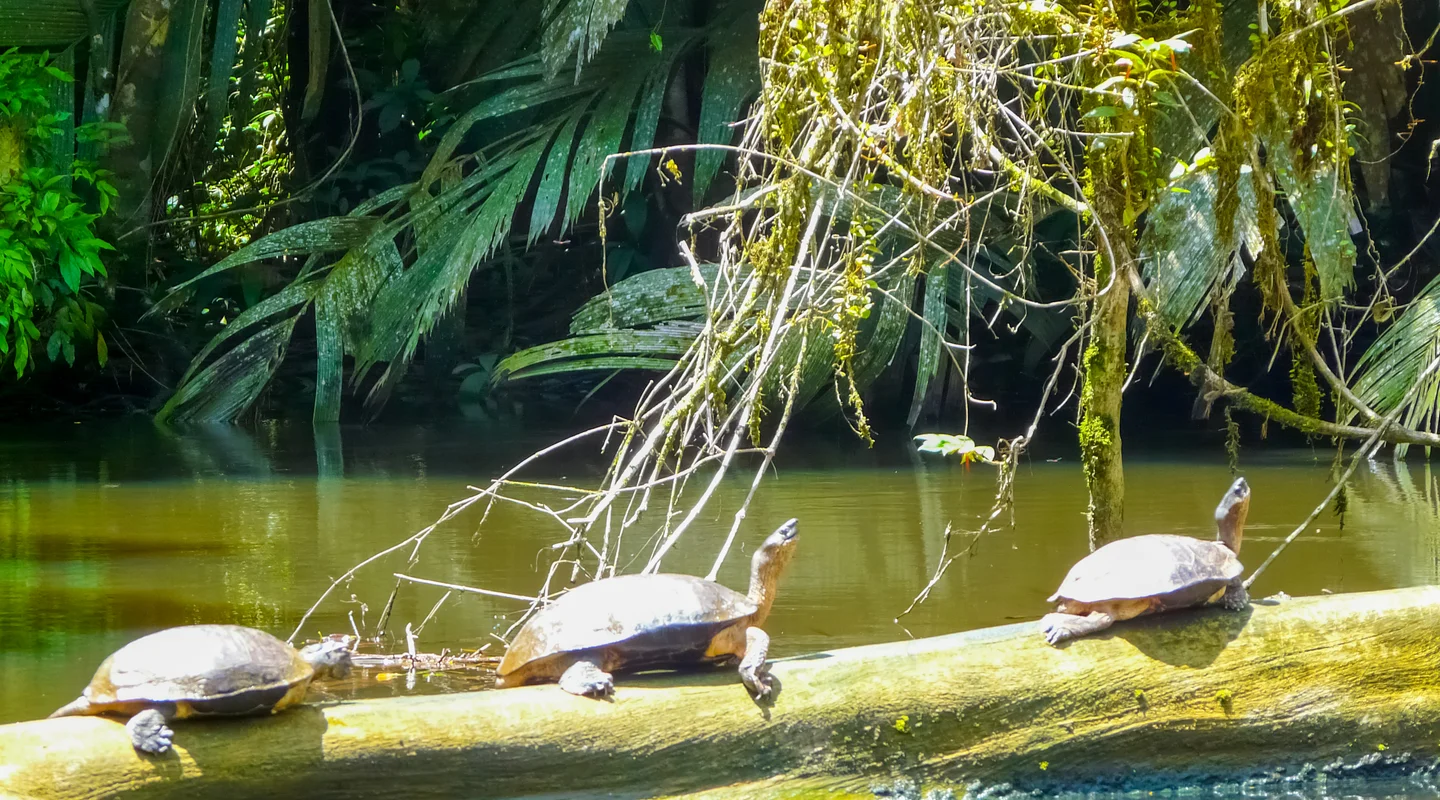 Tortugas y Quetzales