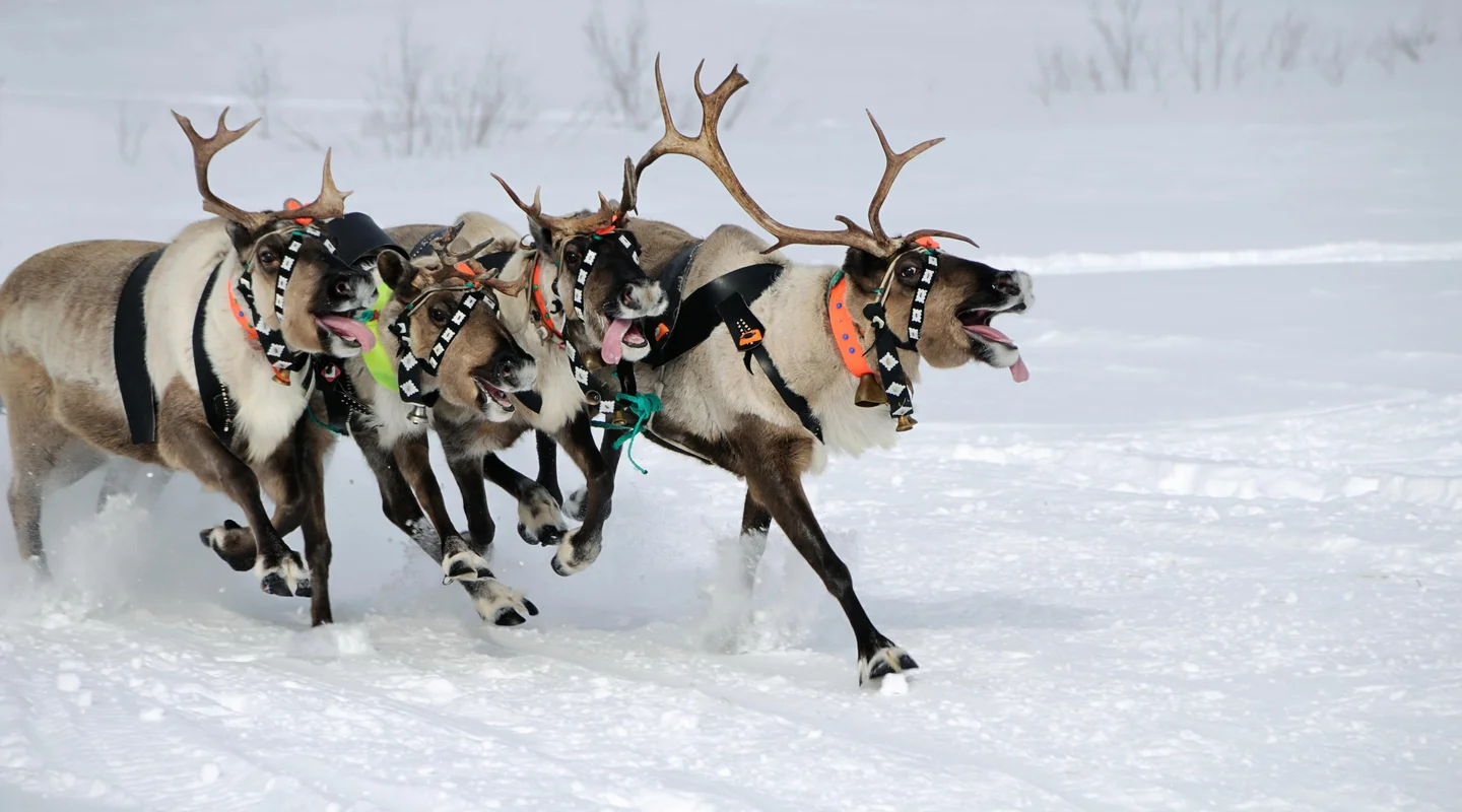 Especial Navidad en Pyhä: Parkside Pyhä