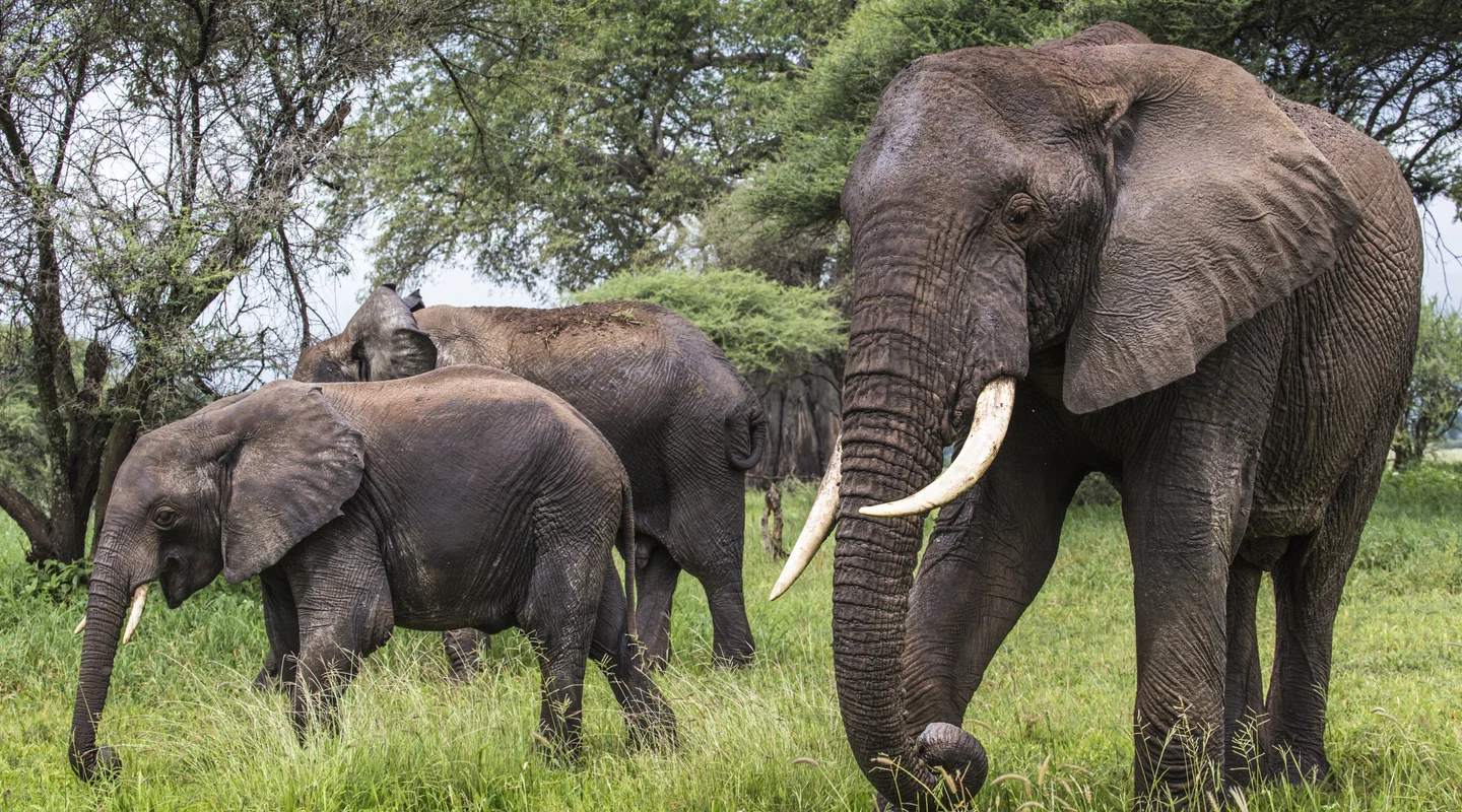 Tanzania, Safari Marafiki