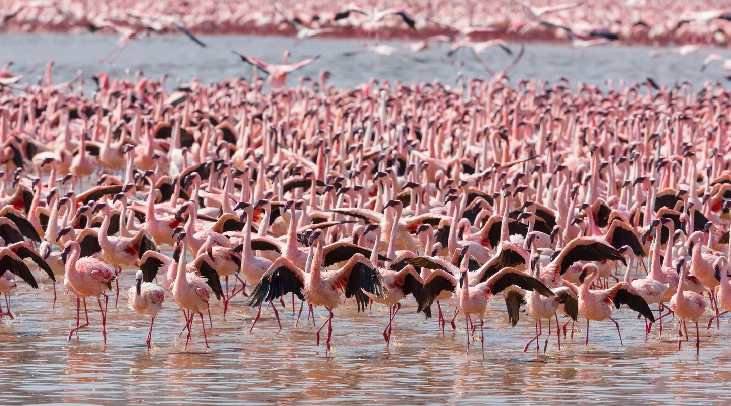 Parques de Kenia Especial Verano