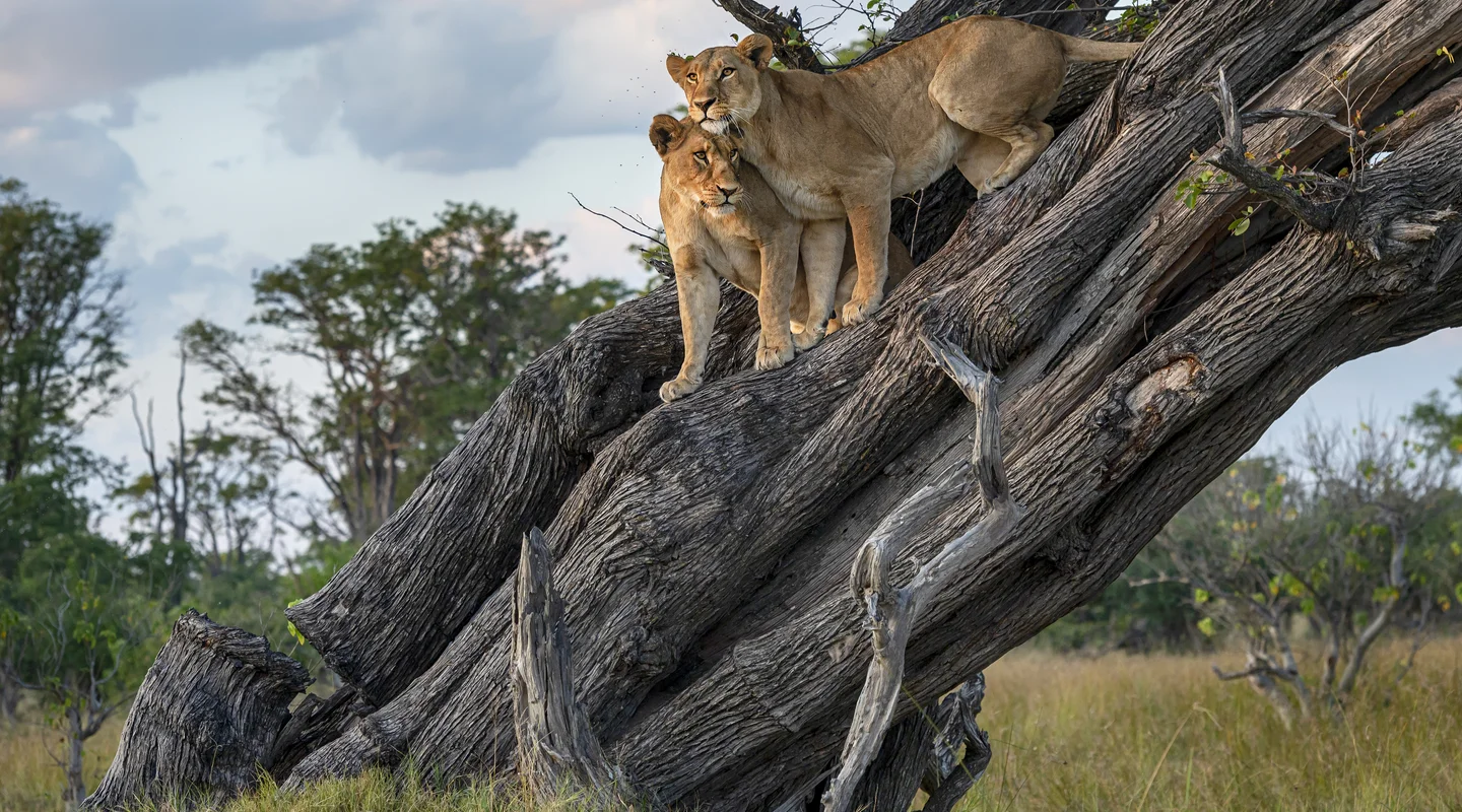 Botswana al Completo