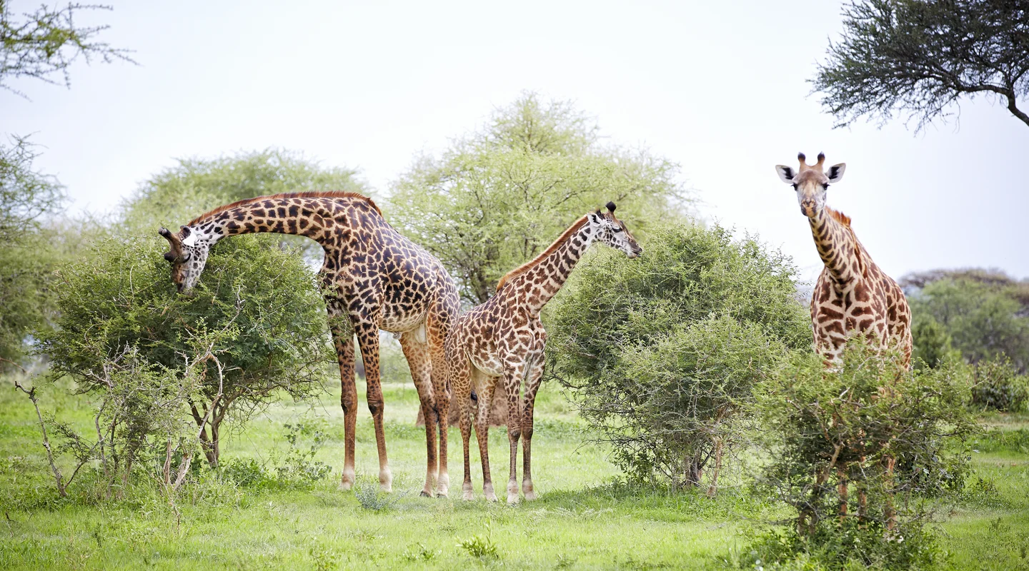 Horizontes de Tanzania