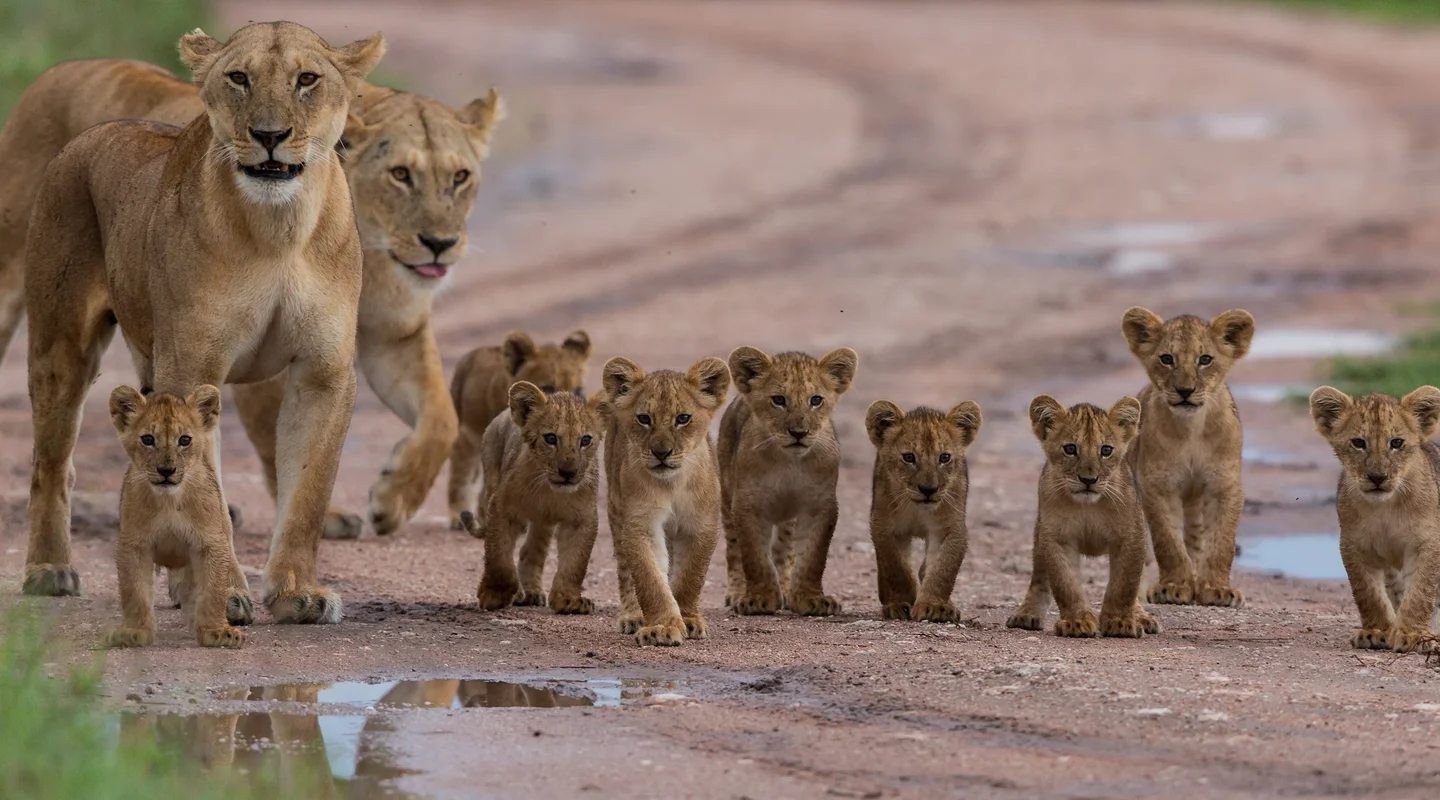 Romance en Kenia y Tanzania