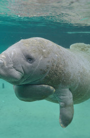 The Manatee Viewing Center