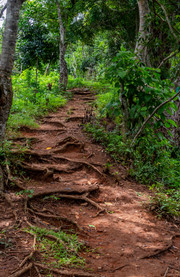 Lokobe Nature Special Reserve