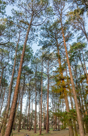 Parque nacional Bosque Tuart