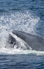 Avistar ballenas
