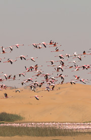 Flamingo lagoon