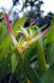 Jardín Botánico Scarborough