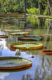 Jardín Botánico de Pamplemousses