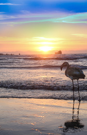 Playa Chinchorro