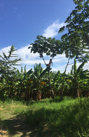 Reserva Volcán Concepción