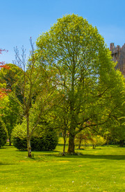 Castillo de Blarney