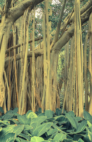 Jardín Botánico de Durban