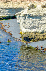 Reserva Lobería de Punta Loma