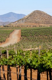 Ruta del Vino