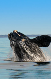 Avistamiento de la ballena austral