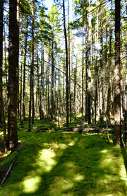 Parque Natural Irving