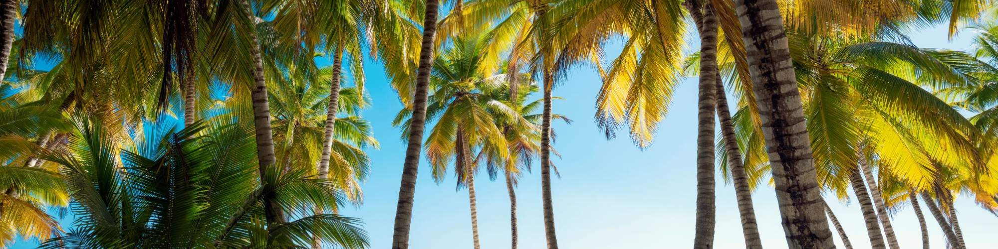 Descubre Isla Saona: Paraíso de 