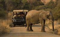 Johannesburgo – Parque Nacional de Pilanesberg. El entorno salvaje sudafricano - Sudáfrica Safari Ciudad del Cabo, Kruger y Pilanesberg