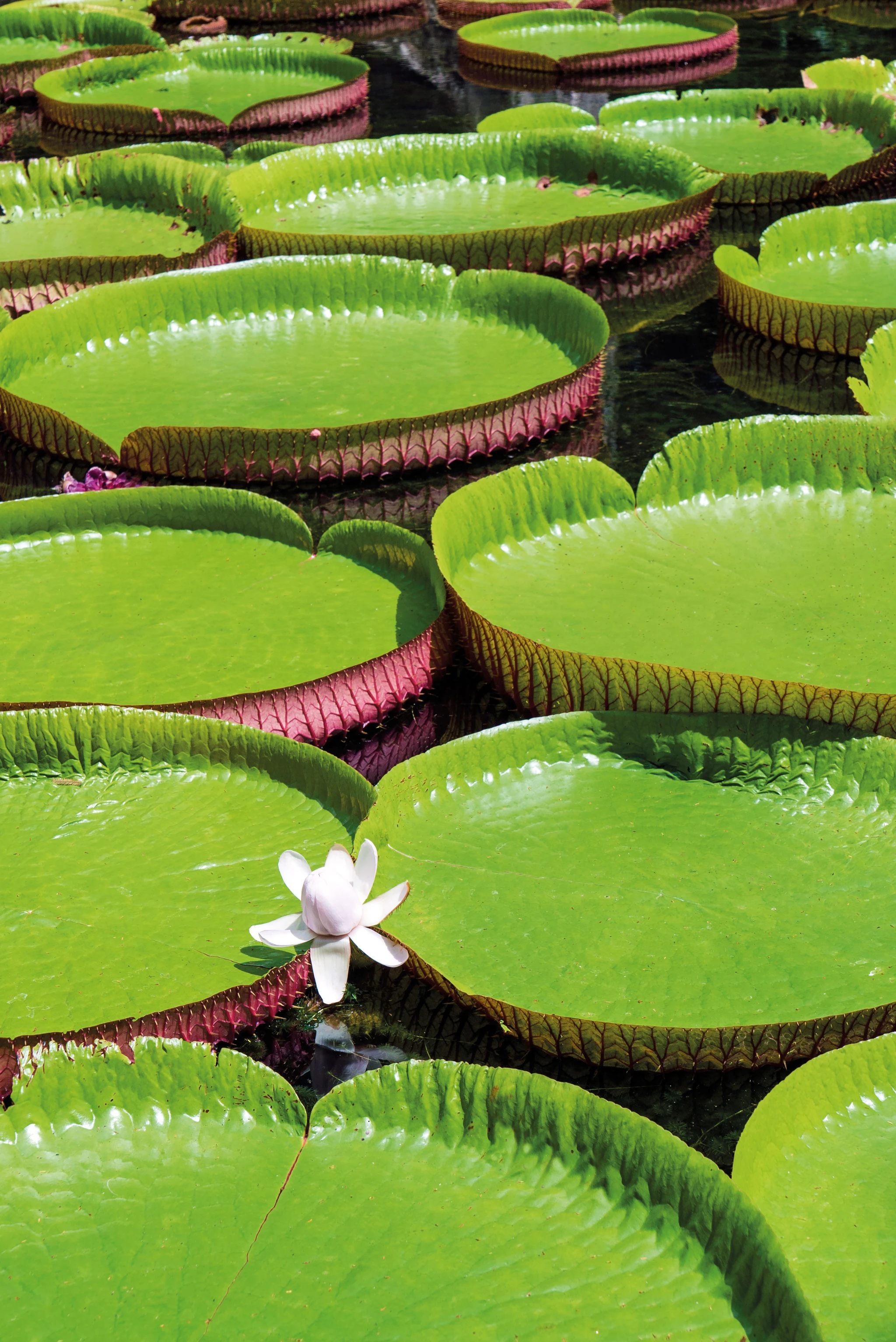 Victoria amazonica giant water lily placeholder