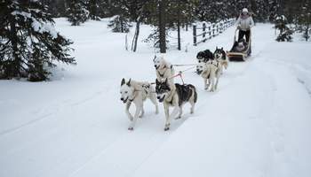 ISO SYÖTE: SAFARI EN TRINEO DE PERROS HUSKIES Y MOTOS DE NIEVE